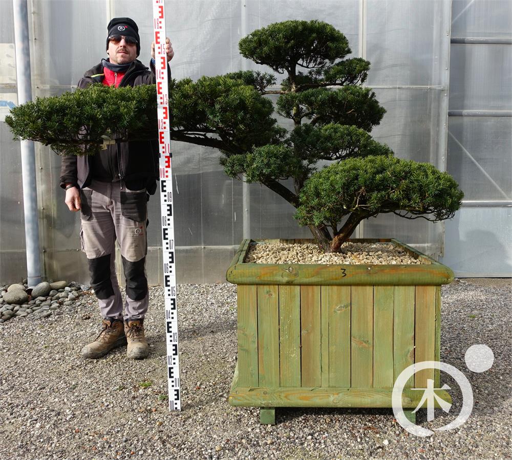 Taxus cuspidata f. nana Bonsai