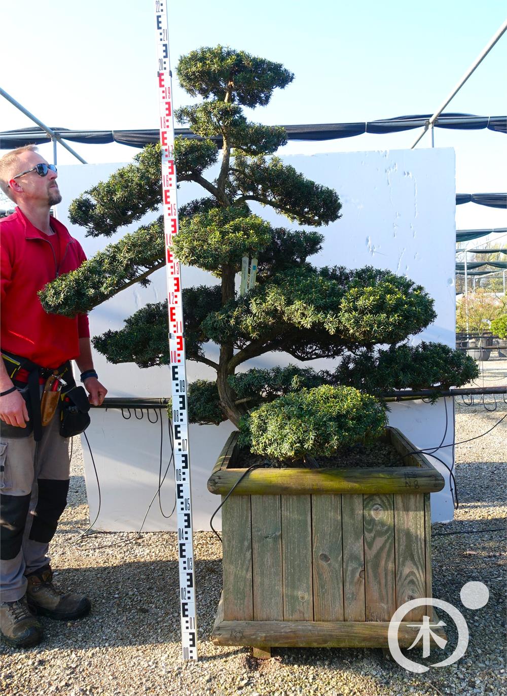 Taxus cuspidata f. nana Bonsai