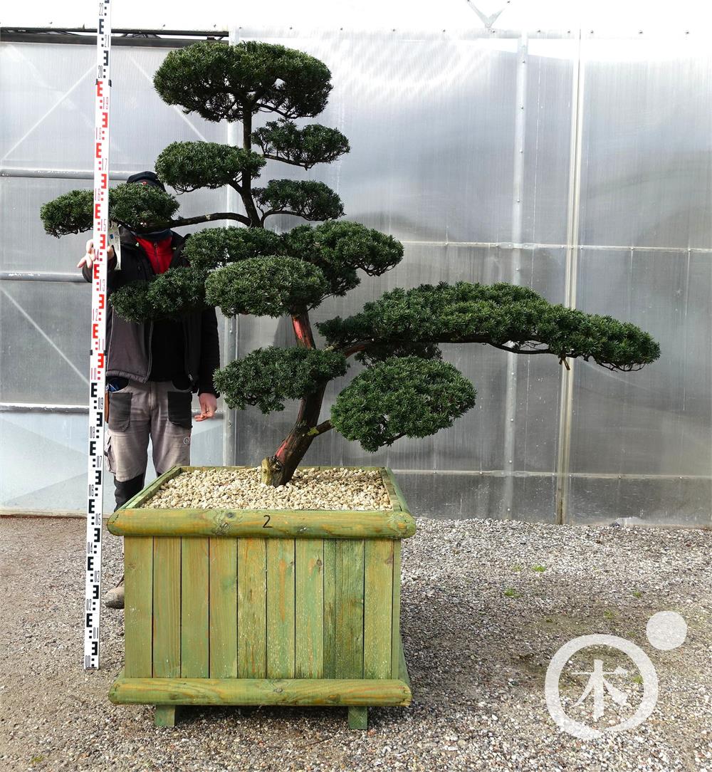Taxus cuspidata f. nana Bonsai