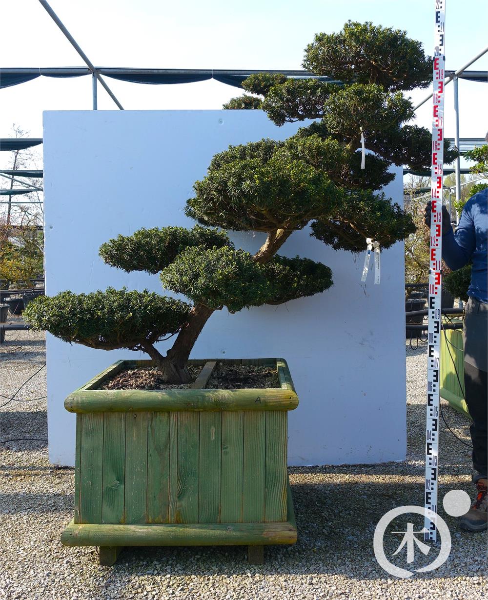 Taxus cuspidata f. nana Bonsai