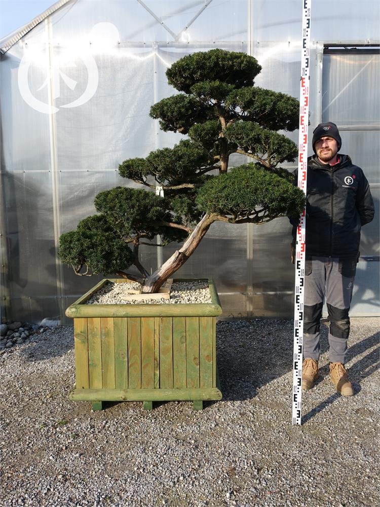 Taxus cuspidata f. nana Bonsai