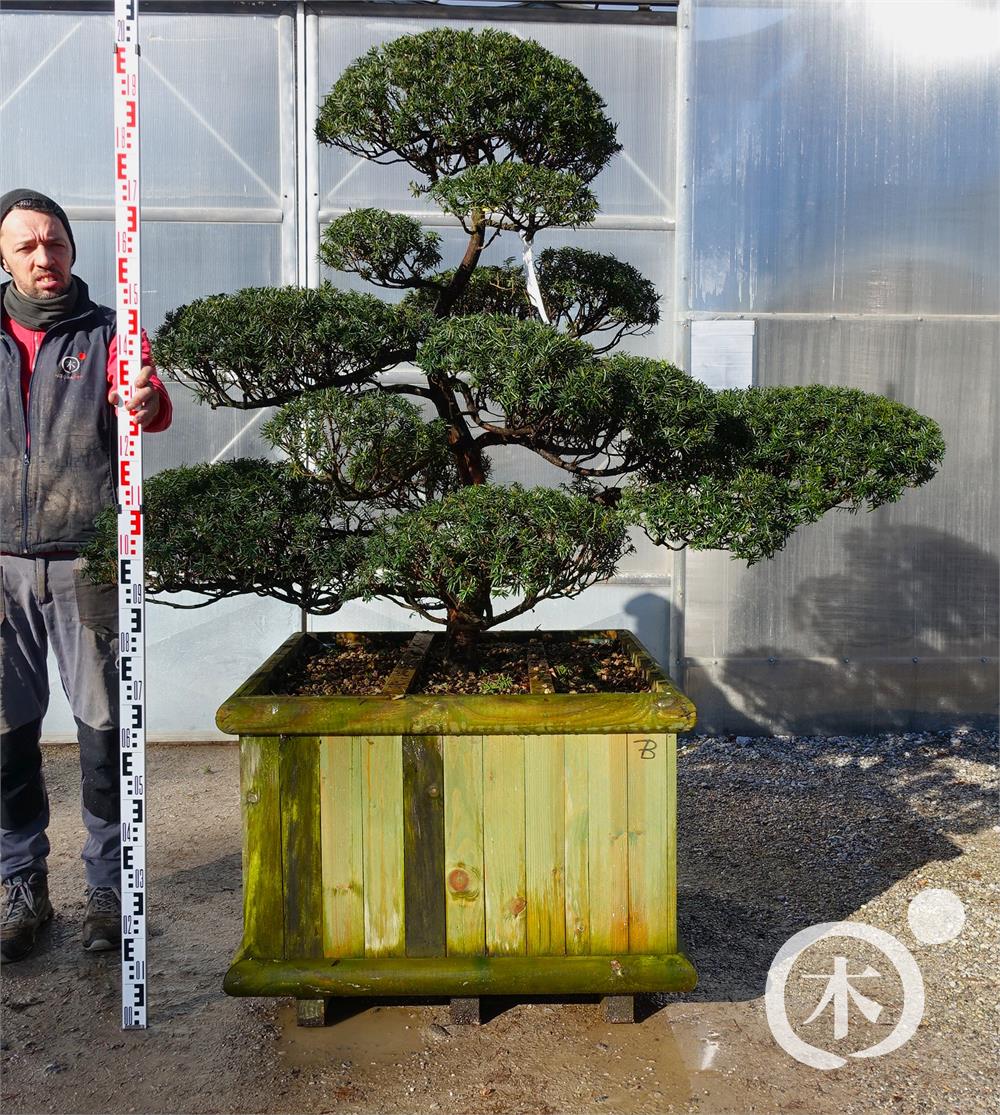 Taxus cuspidata f. nana Bonsai