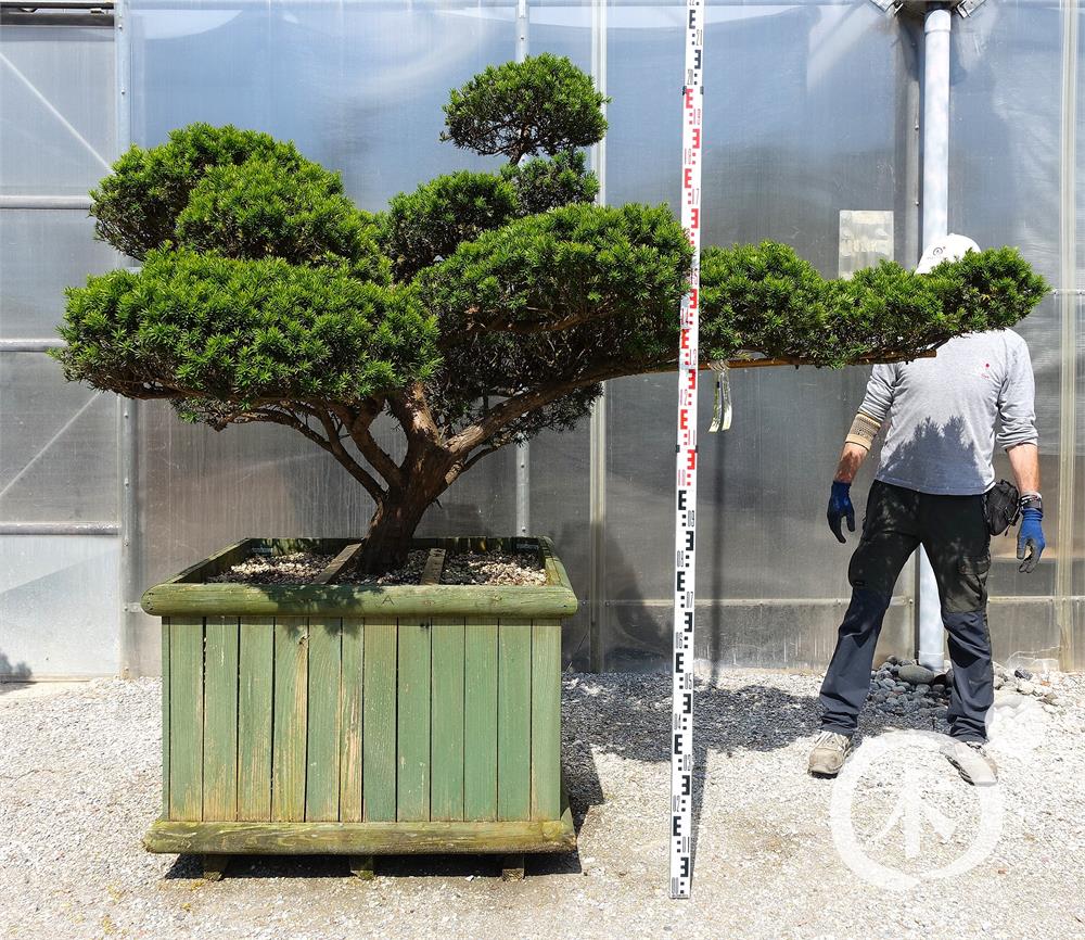 Taxus cuspidata f. nana Bonsai