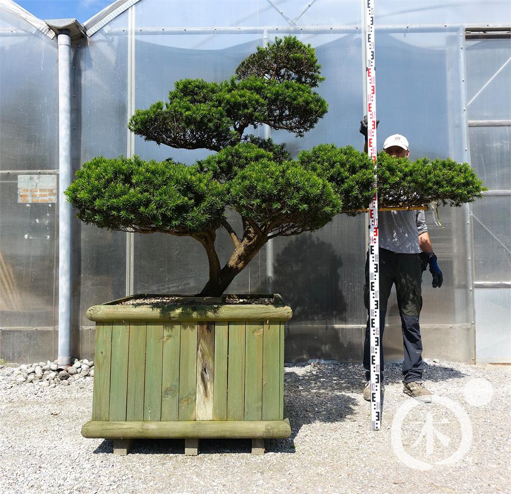 Taxus cuspidata f. nana Bonsai