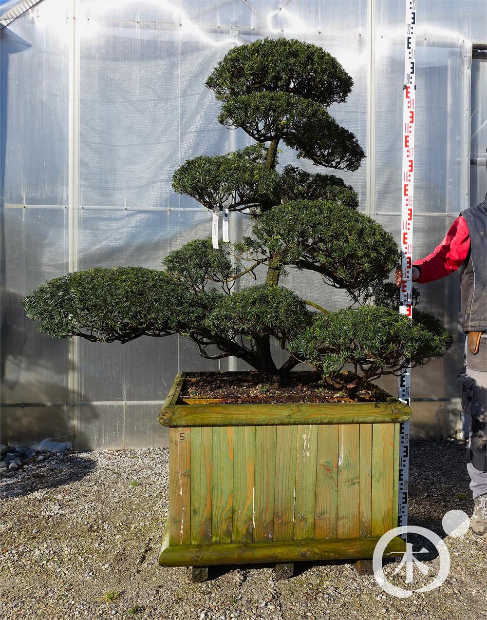 Taxus cuspidata f. nana Bonsai