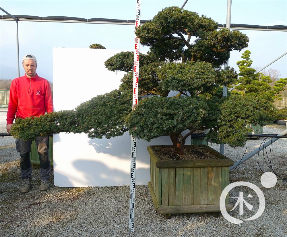 Taxus cuspidata f. nana Bonsai