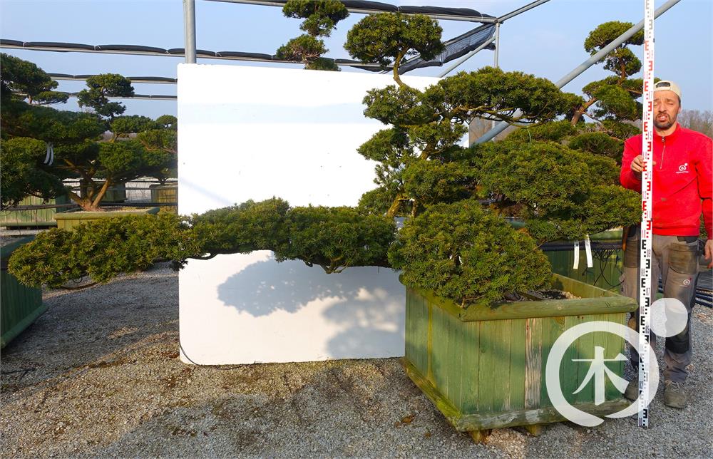 Taxus cuspidata f. nana Bonsai