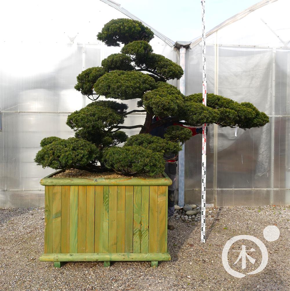 Taxus cuspidata f. nana Bonsai