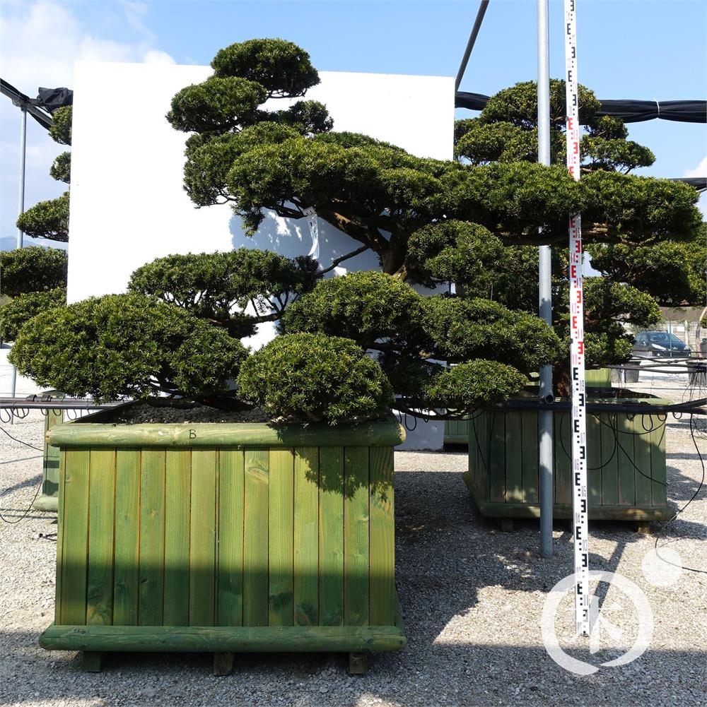 Taxus cuspidata f. nana Bonsai