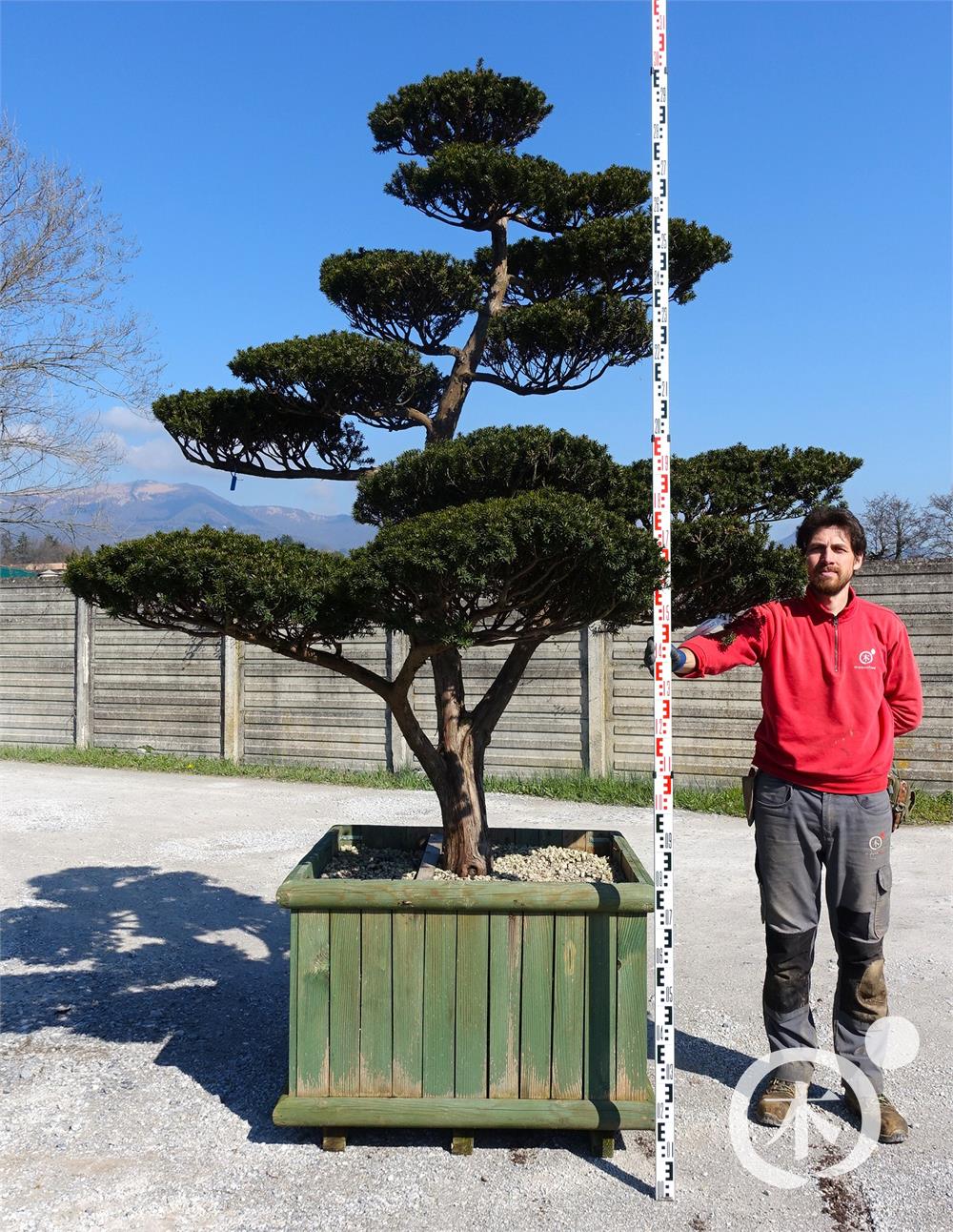 Taxus cuspidata f. nana Bonsai