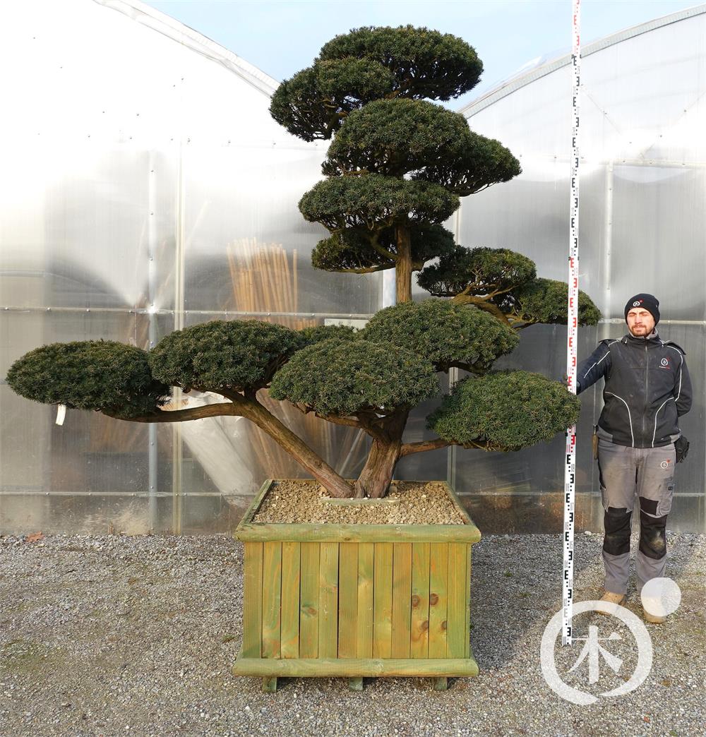 Taxus cuspidata f. nana Bonsai
