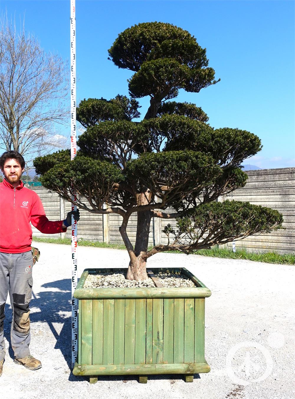 Taxus cuspidata f. nana Bonsai