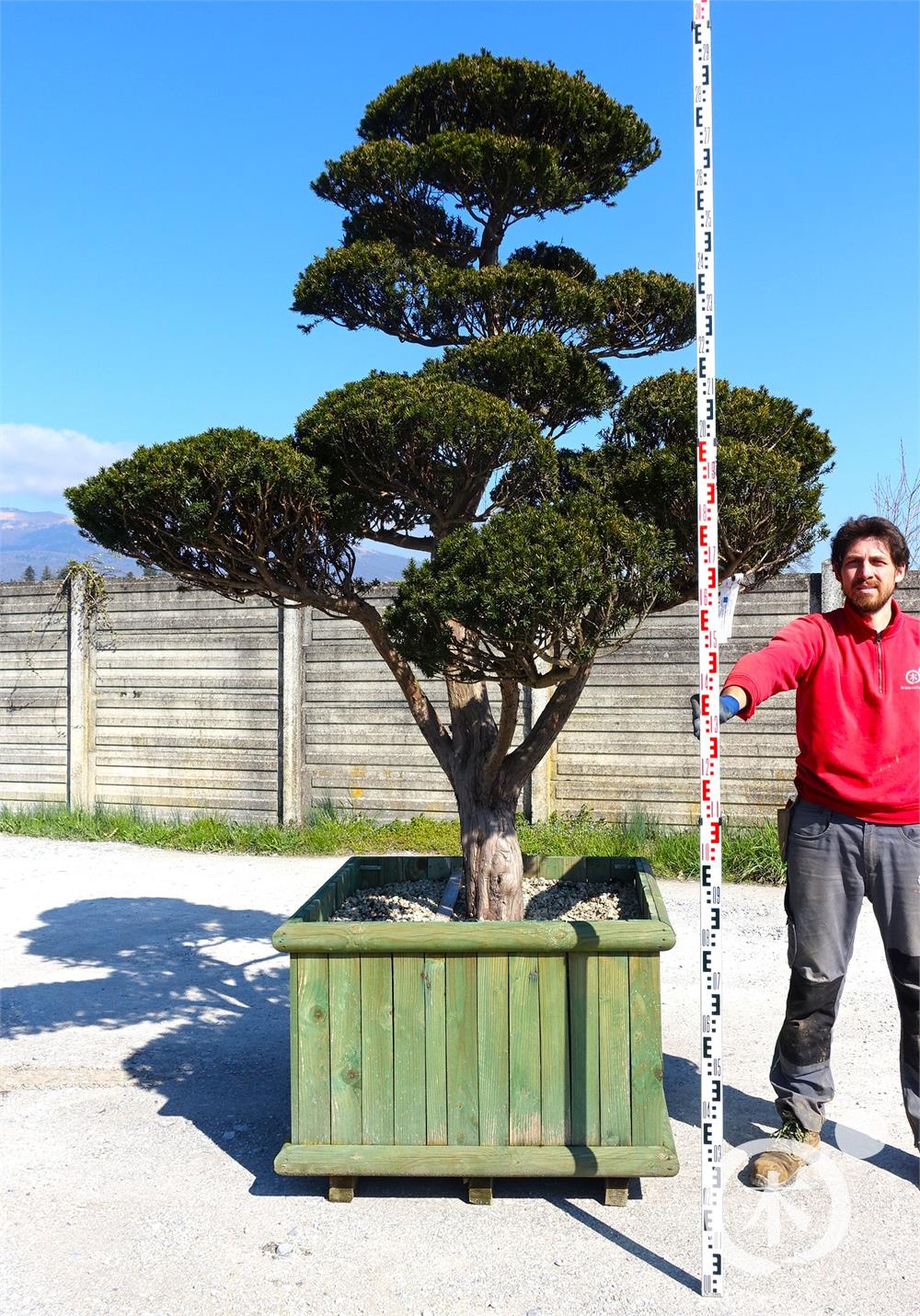 Taxus cuspidata f. nana Bonsai