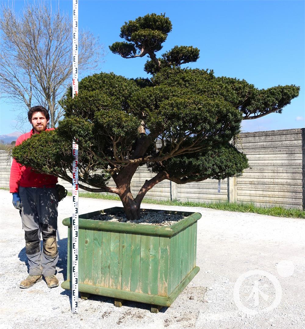 Taxus cuspidata f. nana Bonsai